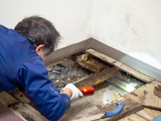 Best Mold Removal Company Near Me  in Sanger, CA