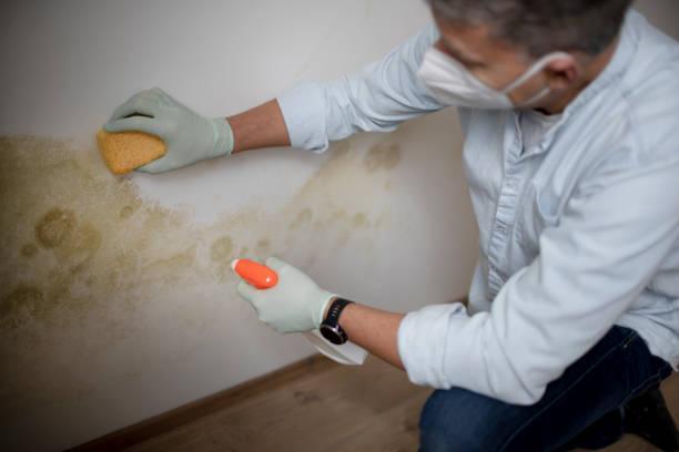 Best Attic Mold Removal  in Sanger, CA