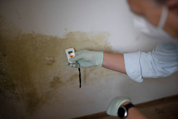 Best Fast Mold Removal  in Sanger, CA