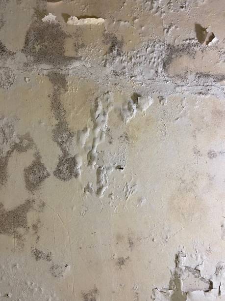 Best Certified Mold Removal  in Sanger, CA