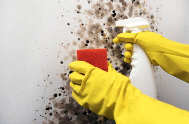 Best Mold Inspection  in Sanger, CA