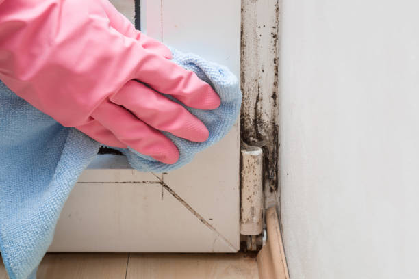 Mold Removal Process in Sanger, CA